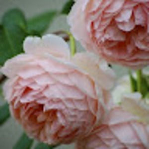 Meet your Posher, Dina